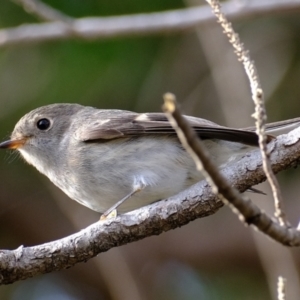 Petroica rosea at Florey, ACT - 29 Jun 2021