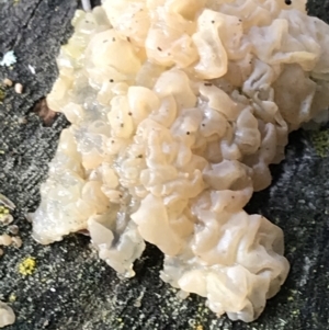 Gelatinous, on wood – genus uncertain at Burra, NSW - 14 Jun 2021