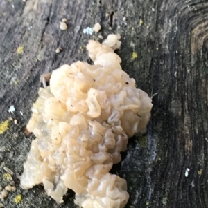 Gelatinous, on wood – genus uncertain at Burra, NSW - 14 Jun 2021