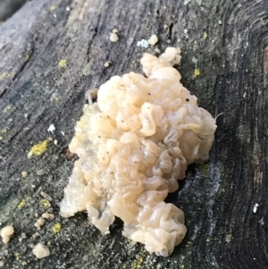 Gelatinous, on wood – genus uncertain at Burra, NSW - 14 Jun 2021