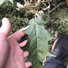 Solanum cinereum (Narrawa Burr) at Googong Foreshore - 14 Jun 2021 by Tapirlord