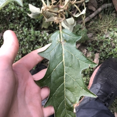 Solanum cinereum (Narrawa Burr) at QPRC LGA - 14 Jun 2021 by Tapirlord
