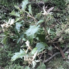 Solanum cinereum at Yarrow, NSW - 14 Jun 2021 11:56 AM