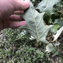 Solanum cinereum at Yarrow, NSW - 14 Jun 2021 11:56 AM