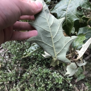 Solanum cinereum at Yarrow, NSW - 14 Jun 2021