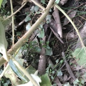 Solanum cinereum at Yarrow, NSW - 14 Jun 2021