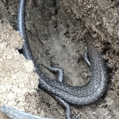 Lampropholis guichenoti (Common Garden Skink) at Googong Reservoir - 14 Jun 2021 by Tapirlord