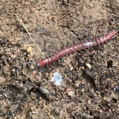 Scolopendromorpha (order) (A centipede) at Googong Reservoir - 14 Jun 2021 by Tapirlord