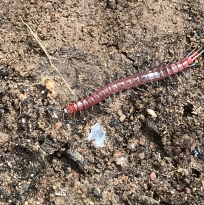 Scolopendromorpha (order) (A centipede) at Yarrow, NSW - 14 Jun 2021 by Tapirlord