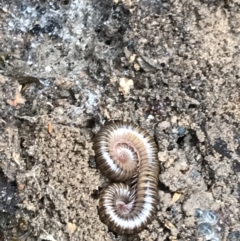 Diplopoda (class) (Unidentified millipede) at QPRC LGA - 14 Jun 2021 by Tapirlord