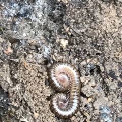 Diplopoda sp. (class) (Unidentified millipede) at Yarrow, NSW - 14 Jun 2021 by Tapirlord