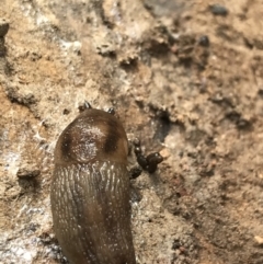 Ambigolimax nyctelia (Striped Field Slug) at QPRC LGA - 14 Jun 2021 by Tapirlord