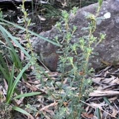 Olearia asterotricha subsp. glaucophylla (Rough Daisy-bush) at Mittagong - 27 Jun 2021 by ESP