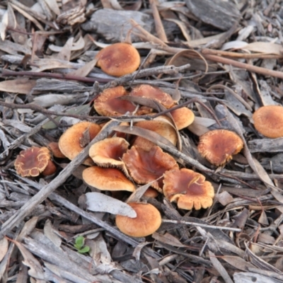 zz agaric (stem; gills not white/cream) at Throsby, ACT - 29 Jun 2021 by davobj