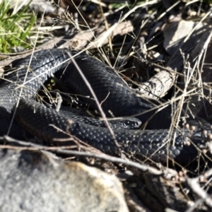 Pseudechis porphyriacus at Fyshwick, ACT - 29 Jun 2021