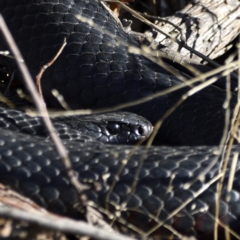 Pseudechis porphyriacus at Fyshwick, ACT - 29 Jun 2021