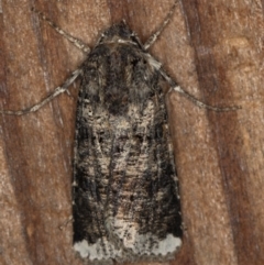 Agrotis porphyricollis (Variable Cutworm) at Melba, ACT - 9 Dec 2018 by Bron