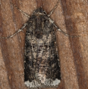 Agrotis porphyricollis at Melba, ACT - 9 Dec 2018