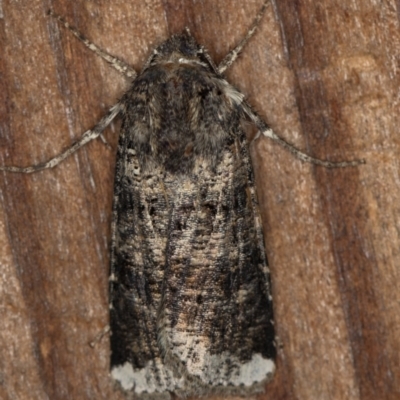 Agrotis porphyricollis (Variable Cutworm) at Melba, ACT - 9 Dec 2018 by Bron