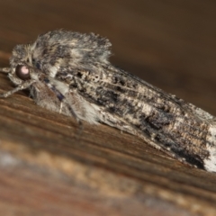 Agrotis porphyricollis at Melba, ACT - 9 Dec 2018 10:54 AM