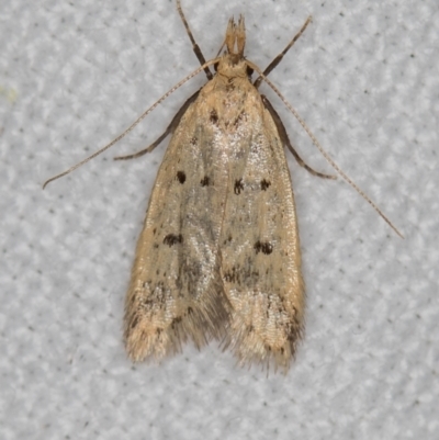 Atheropla decaspila (A concealer moth) at Melba, ACT - 9 Dec 2018 by Bron