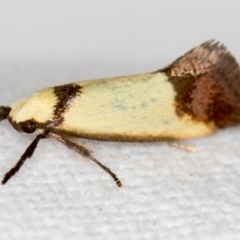 Crepidosceles exanthema (A Concealer moth) at Melba, ACT - 9 Dec 2018 by Bron