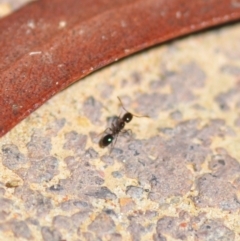 Monomorium sp. (genus) (A Monomorium ant) at Wamboin, NSW - 6 Feb 2021 by natureguy