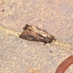 Monomorium sp. (genus) at Wamboin, NSW - 6 Feb 2021
