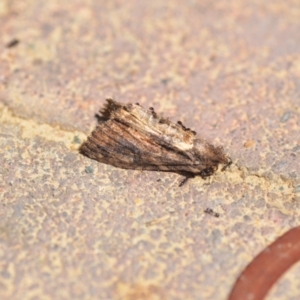 Monomorium sp. (genus) at Wamboin, NSW - 6 Feb 2021