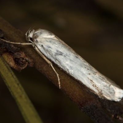 Philobota productella (Pasture Tunnel Moth) at Melba, ACT - 7 Dec 2018 by Bron