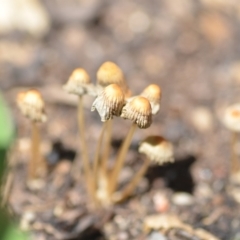 Coprinellus etc. (An Inkcap) at Wamboin, NSW - 6 Feb 2021 by natureguy