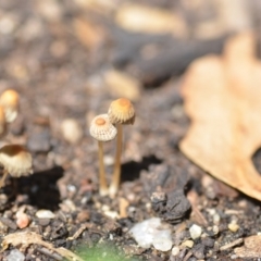 Coprinellus etc. at Wamboin, NSW - 6 Feb 2021 02:42 PM