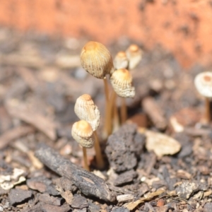 Coprinellus etc. at Wamboin, NSW - 6 Feb 2021