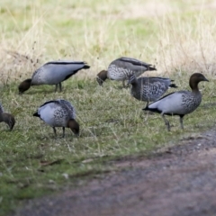 Chenonetta jubata (Australian Wood Duck) at Hawker, ACT - 29 Jun 2021 by AlisonMilton