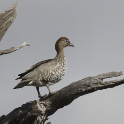 Chenonetta jubata (Australian Wood Duck) at Hawker, ACT - 29 Jun 2021 by AlisonMilton