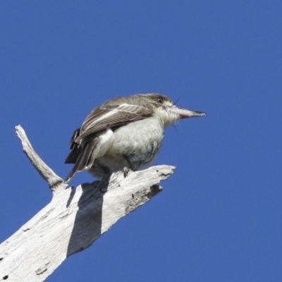 Cracticus torquatus (Grey Butcherbird) at The Pinnacle - 29 Jun 2021 by AlisonMilton