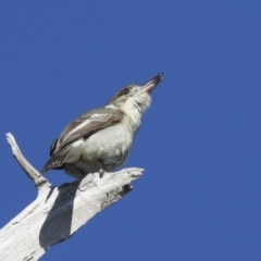 Cracticus torquatus at Hawker, ACT - 29 Jun 2021