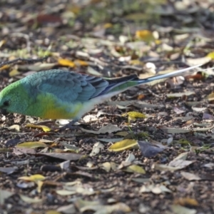 Psephotus haematonotus at Higgins, ACT - 29 Jun 2021