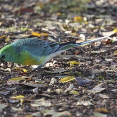 Psephotus haematonotus (Red-rumped Parrot) at Higgins, ACT - 29 Jun 2021 by AlisonMilton