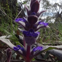 Ajuga australis (Austral Bugle) at Cooma, NSW - 13 Nov 2020 by JanetRussell