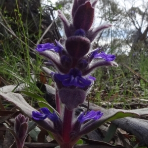 Ajuga australis at Cooma, NSW - 13 Nov 2020