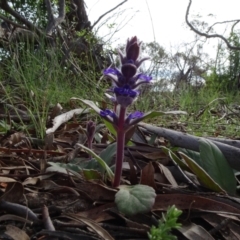 Ajuga australis at Cooma, NSW - 13 Nov 2020