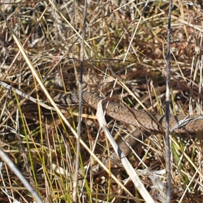 Drysdalia coronoides (White-lipped Snake) at Namadgi National Park - 28 Jun 2021 by Sherwood