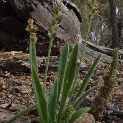 Plantago varia (Native Plaintain) at Cooma, NSW - 13 Nov 2020 by JanetRussell