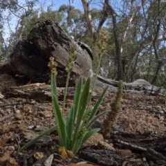 Plantago varia at Cooma, NSW - 13 Nov 2020