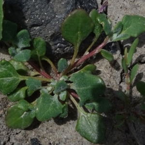 Chenopodium sp. at Maffra, NSW - 14 Nov 2020