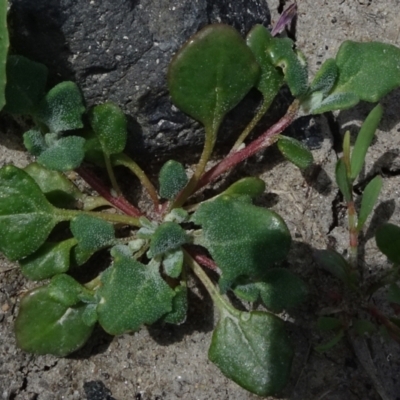 Chenopodium sp. at Maffra, NSW - 14 Nov 2020 by JanetRussell