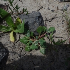 Chenopodium sp. at Maffra, NSW - 14 Nov 2020