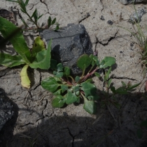 Chenopodium sp. at Maffra, NSW - 14 Nov 2020