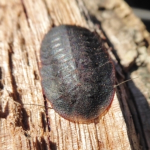 Laxta granicollis at Yass River, NSW - 28 Jun 2021 02:03 PM